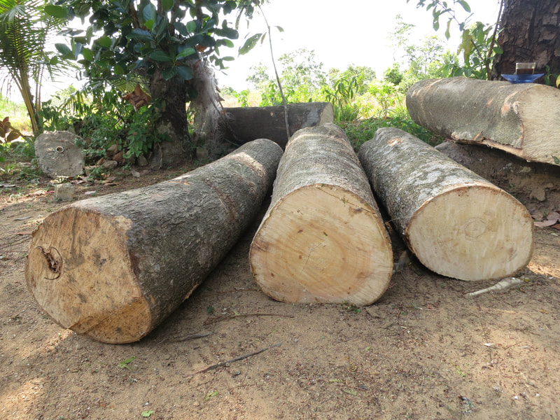 Wood and building the jong — photo 8